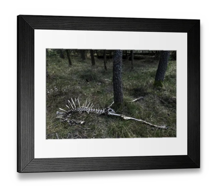 Framed Print : The remains of the red deer (Cervus elaphus) captured by wolves (Canis lupus)