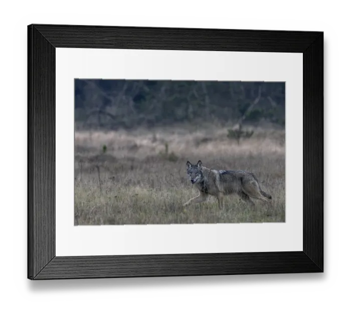 Framed Print : The direct view from the wolf (Canis lupus) is unique and remains an unforgettable experience for nature lovers Framed Print : The direct view from the wolf (Canis lupus) is unique and remains an unforgettable experience for nature lovers