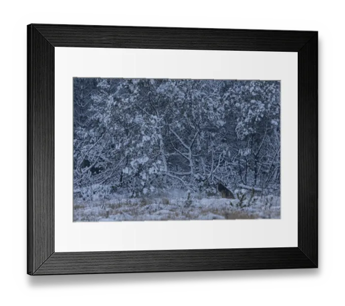 Framed Print : A thick winter coat protects the 8-month-old wolf puppy (Canis lupus) from snow and cold Framed Print : A thick winter coat protects the 8-month-old wolf puppy (Canis lupus) from snow and cold