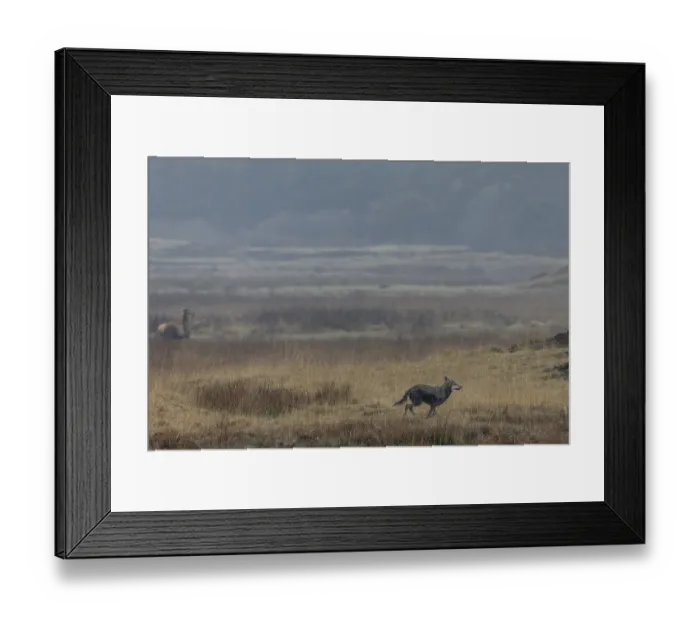 Framed Print : The wolf (Canis lupus) decides on a hunting attempt Framed Print : The wolf (Canis lupus) decides on a hunting attempt