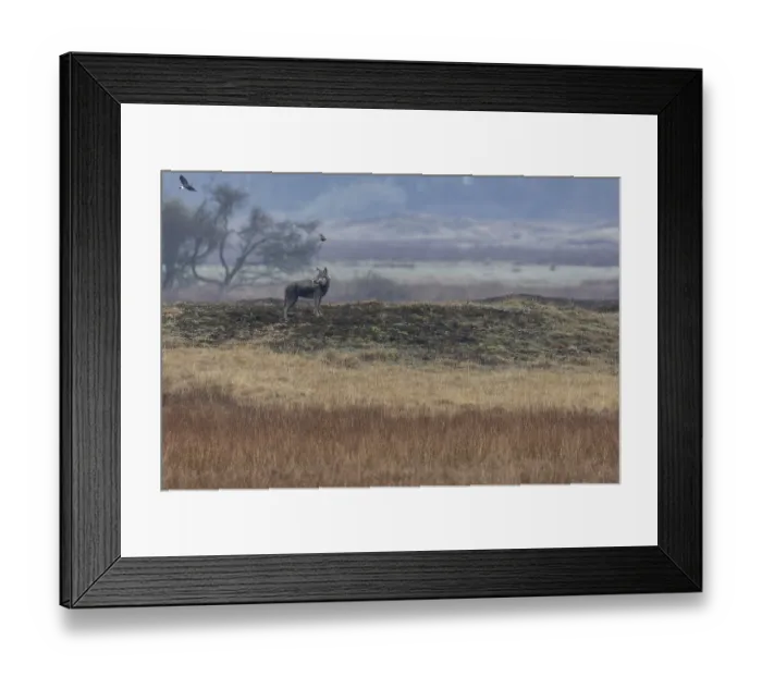 Framed Print : A wolf (Canis lupus) stands on a hill watching deer