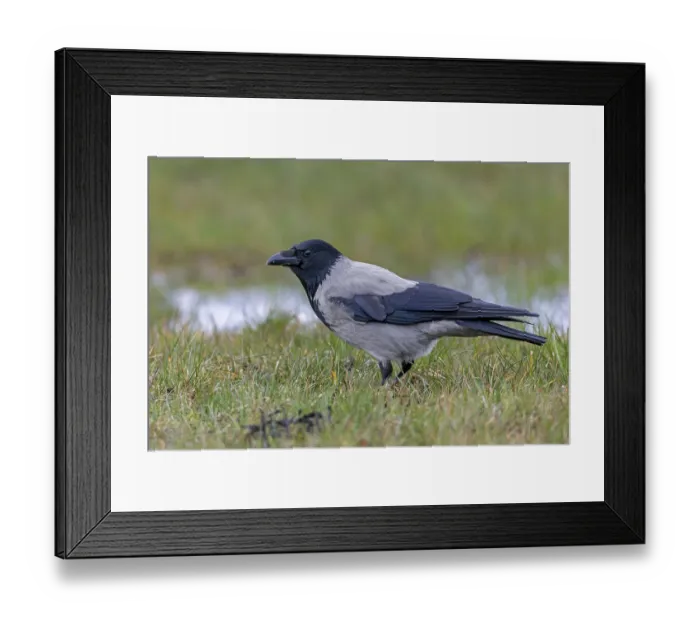Framed Print : Mist crows (Corvus cornix) are very observant Framed Print : Mist crows (Corvus cornix) are very observant
