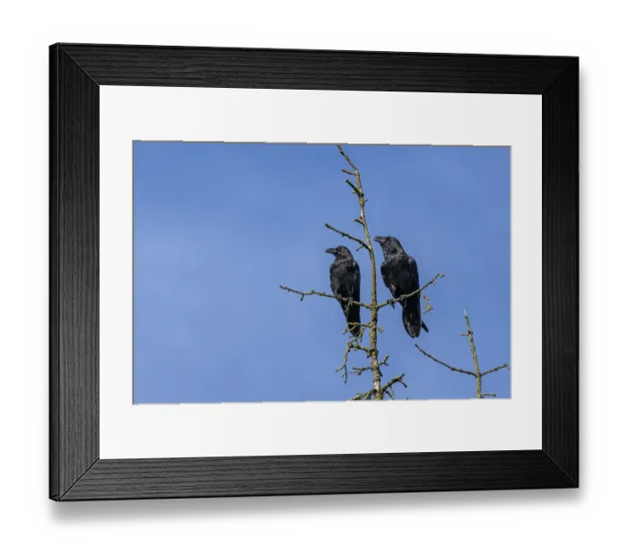 Framed Print : Ravens (Corvus corax) are very callous and talkative birds Framed Print : Ravens (Corvus corax) are very callous and talkative birds
