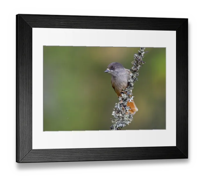 Framed Print : Accidental shark (Perisoreus infaustus) in Fulufjallet National Park