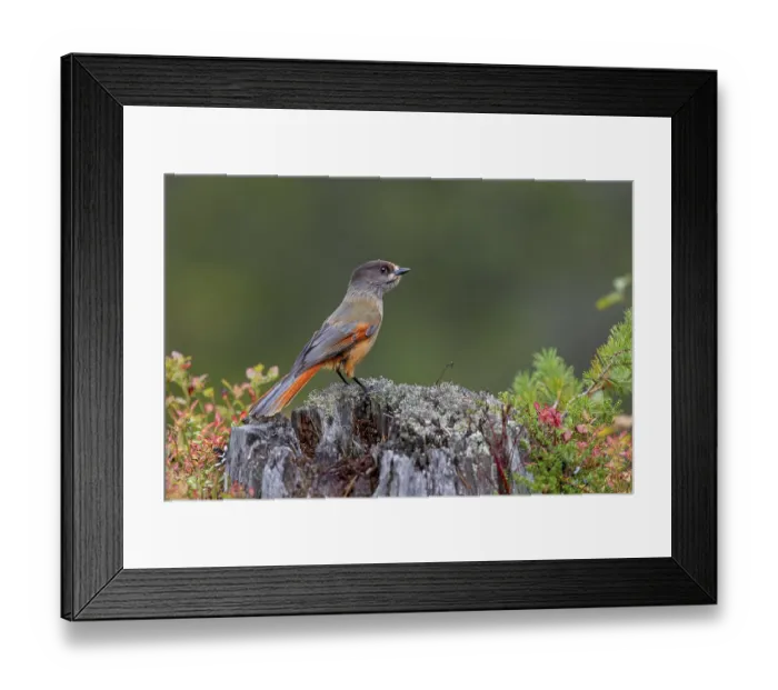 Framed Print : Unlucky shark (Perisoreus infaustus) with well-filled goiter