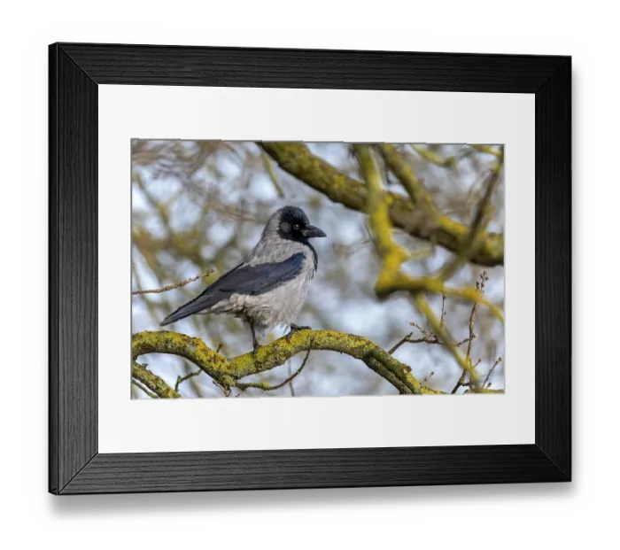 Framed Print : Cloudy crows (Corvus cornix) have very nice plumage on closer inspection