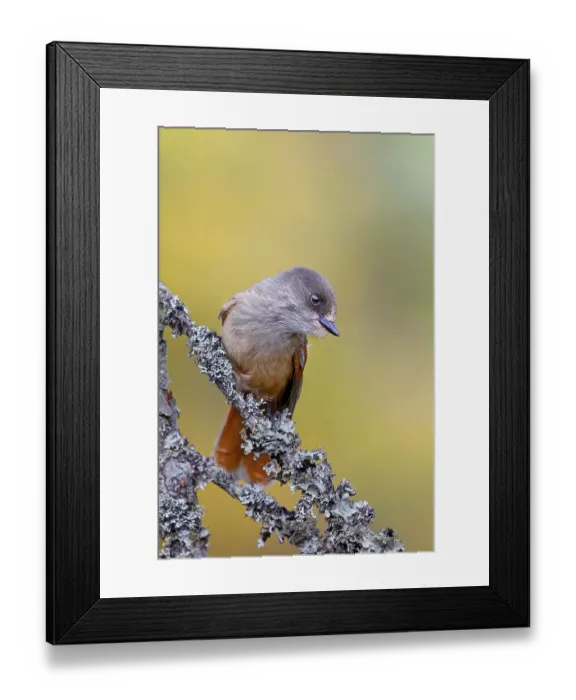 Framed Print : Unlucky shark (Perisoreus infaustus) looking for food