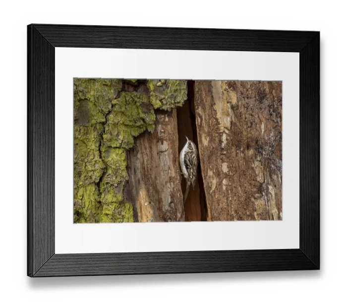 Framed Print : In contrast to nuthatches, the forest tree runner (Certhia familiaris) cannot run down tree trunks upside down Framed Print : In contrast to nuthatches, the forest tree runner (Certhia familiaris) cannot run down tree trunks upside down