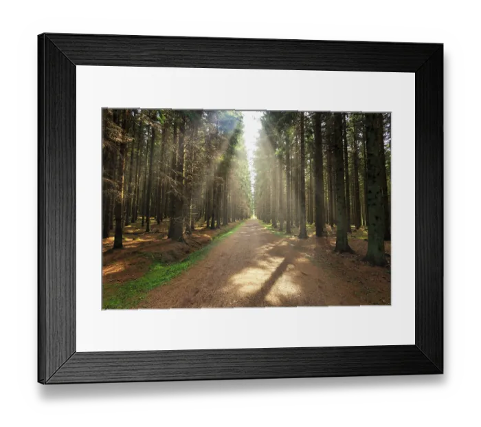 Framed Print : Hiking trail leads straight through coniferous forest