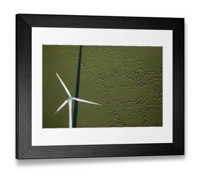 Framed Print : Wind turbine in a field, flock of sheep Framed Print : Wind turbine in a field, flock of sheep