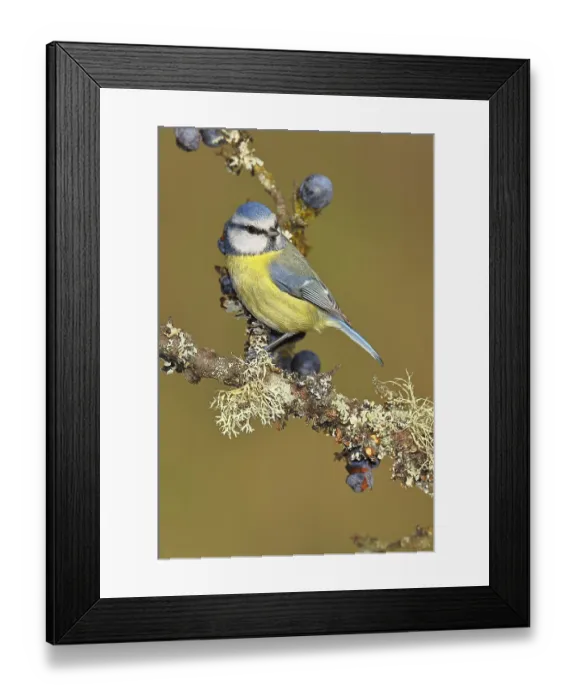 Framed Print : Blue tit (Parus caeruleus), sitting on a branch in a blackthorn bush Framed Print : Blue tit (Parus caeruleus), sitting on a branch in a blackthorn bush