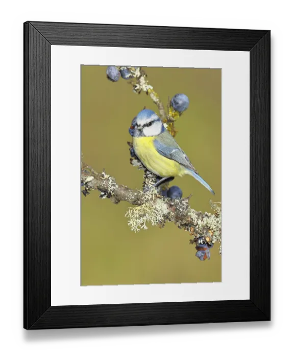 Framed Print : Blue tit (Parus caeruleus), sitting on a branch in a blackthorn bush Framed Print : Blue tit (Parus caeruleus), sitting on a branch in a blackthorn bush