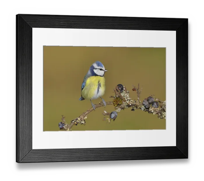 Framed Print : Blue tit (Parus caeruleus), sitting on a branch in a blackthorn bush Framed Print : Blue tit (Parus caeruleus), sitting on a branch in a blackthorn bush
