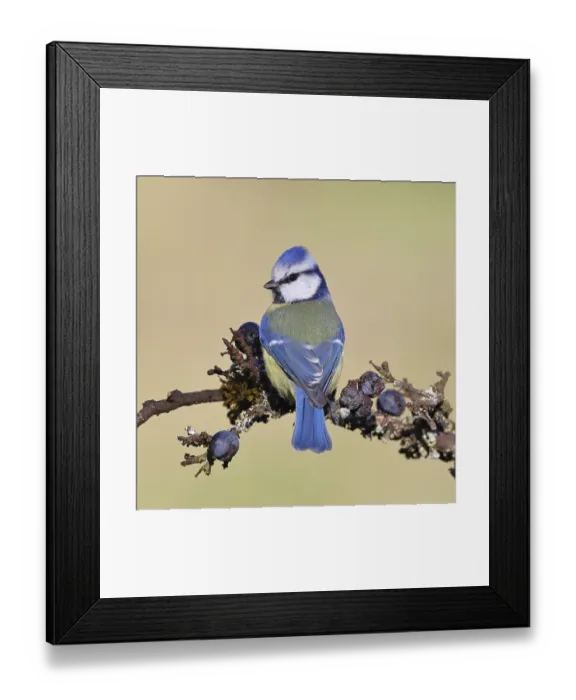 Framed Print : Blue tit (Parus caeruleus), sitting on a branch in a blackthorn bush