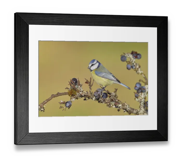 Framed Print : Blue tit (Parus caeruleus), sitting on a branch in a blackthorn bush