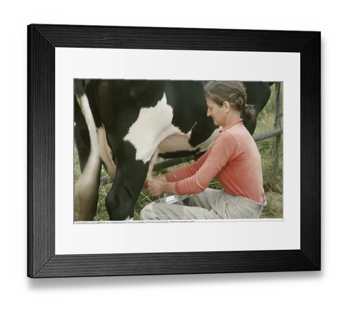 Framed Print : Milking cows in the 1970s. A woman sits beside her cow in a pasture Framed Print : Milking cows in the 1970s. A woman sits beside her cow in a pasture