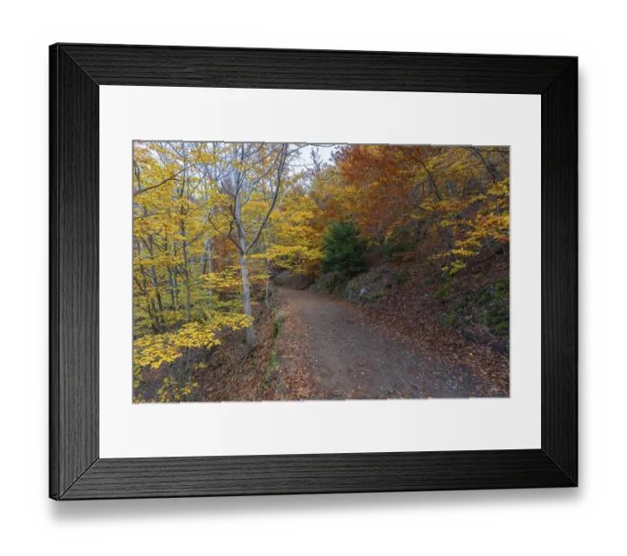 Framed Print : Sao Lourenco Woods in Autumn. Yellow