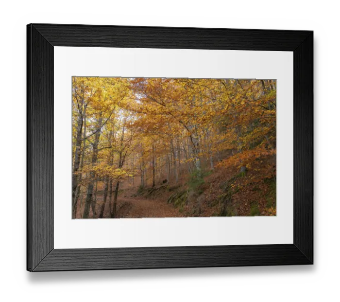 Framed Print : Sao Lourenco Woods in Autumn. Orange