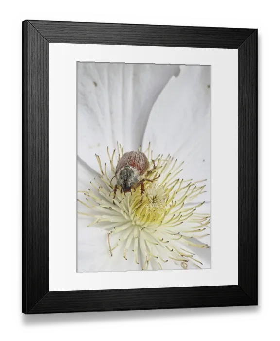 Framed Print : May beetle, field may beetle (Melolontha melolontha)