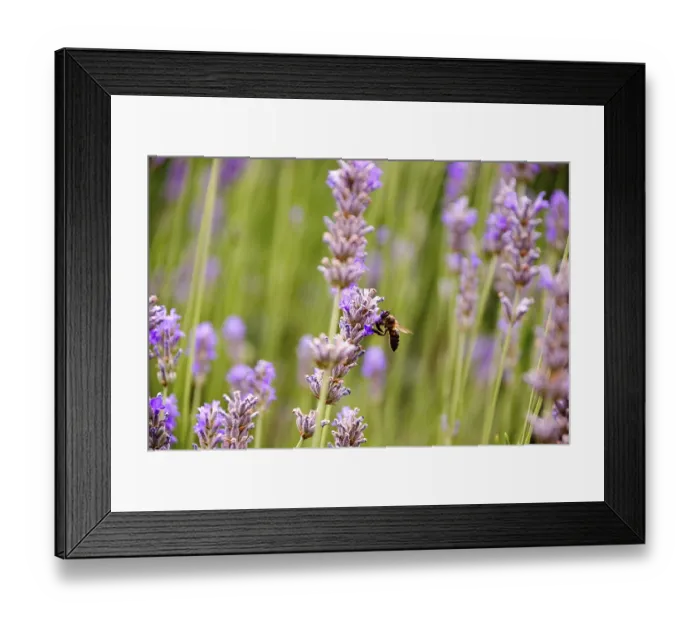 Framed Print : Bee on the blossoming lavender plant