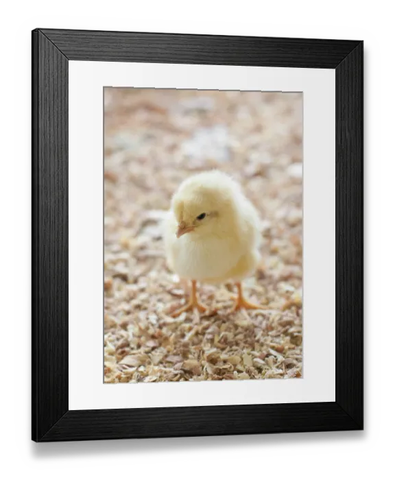 Framed Print : A single chick standing in barnyard Framed Print : A single chick standing in barnyard