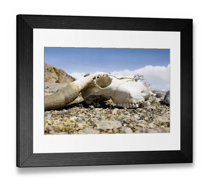 Framed Print : Yak skull on the land
