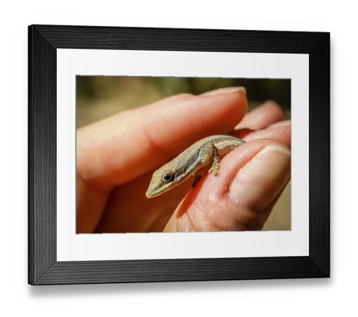 Framed Print : Small madagascar gecko in human hand