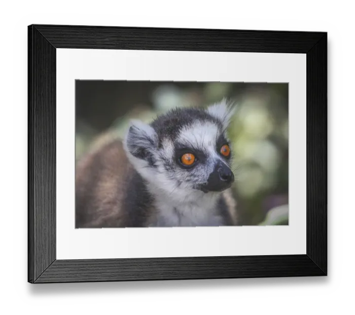 Framed Print : Ring tailed lemur sitting on a branch of a tree in bush in Isalo National Park Framed Print : Ring tailed lemur sitting on a branch of a tree in bush in Isalo National Park
