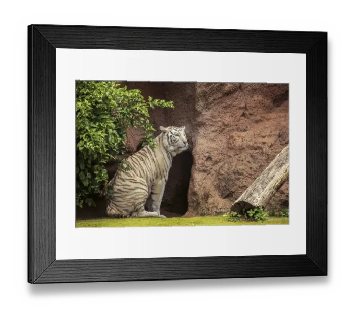 Framed Print : White tiger in captivity in the zoo