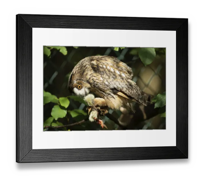 Framed Print : Long-eared owl with food in clutches sitting on branch looking down on the left