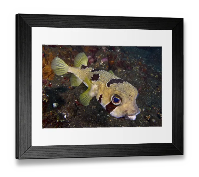 Framed Print : Masked hedgehog fish (Diodon liturosus) with intensive eyes and distinctive scale structure in the ocean