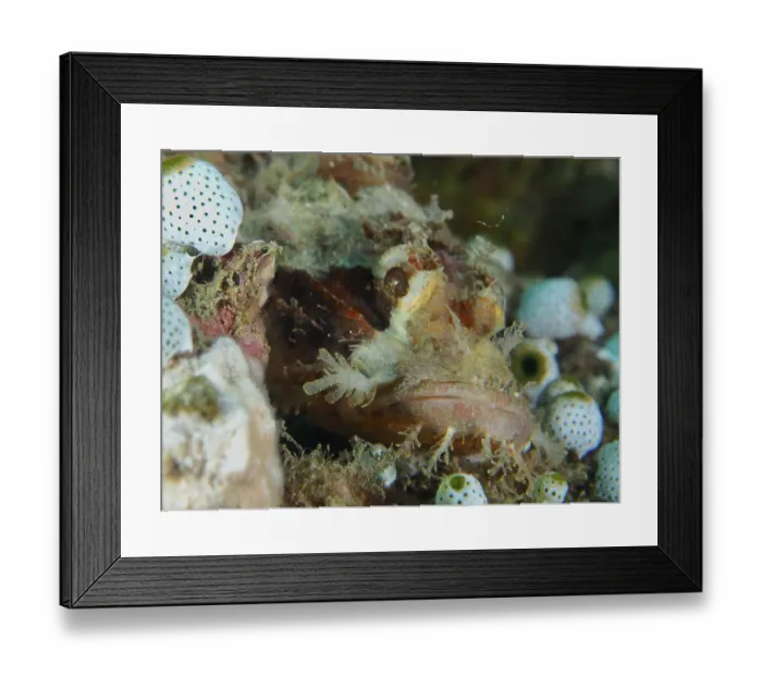 Framed Print : Papua dragon head (Scorpaenopsis papuensis) between corals and sea sharks Framed Print : Papua dragon head (Scorpaenopsis papuensis) between corals and sea sharks
