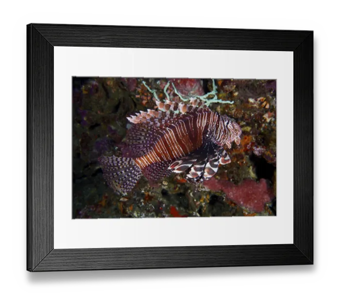 Framed Print : Pacific lionfish (Pterois volitans) with eye-catching striped patterns swims past corals Framed Print : Pacific lionfish (Pterois volitans) with eye-catching striped patterns swims past corals