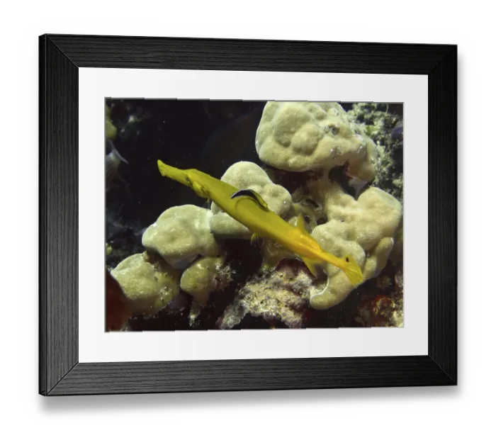 Framed Print : Elongated yellow Pacific trumpetfish (Aulostomus chinensis) swims elegantly over corals