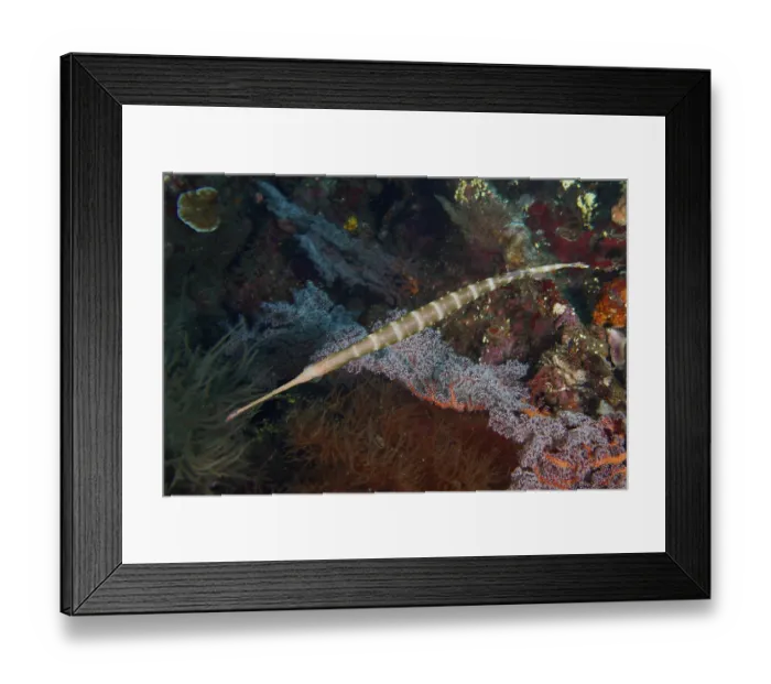 Framed Print : Narrow Pacific trumpetfish (Aulostomus chinensis) moves between colorful soft corals Framed Print : Narrow Pacific trumpetfish (Aulostomus chinensis) moves between colorful soft corals