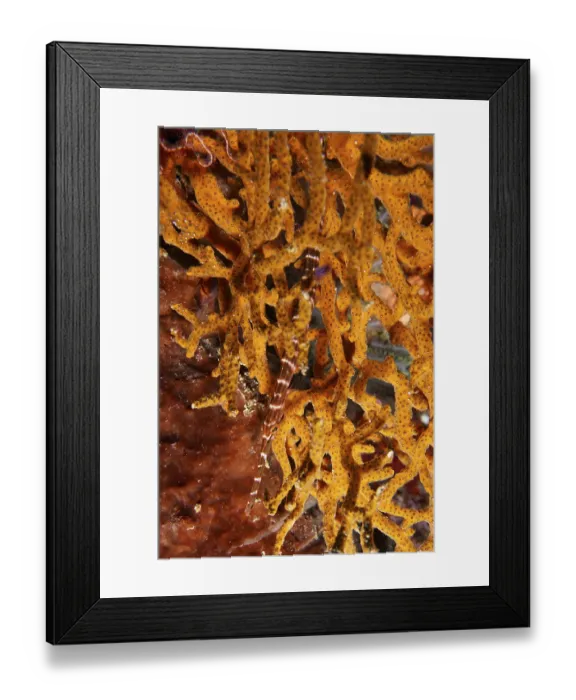Framed Print : Pacific trumpetfish (Aulostomus chinensis) hides in coral structure Framed Print : Pacific trumpetfish (Aulostomus chinensis) hides in coral structure