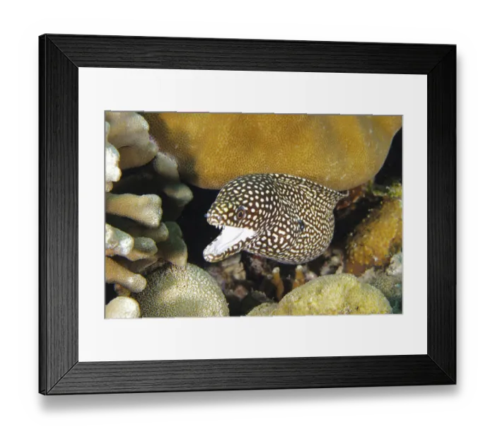 Framed Print : A spotted moray eel, pearl moray