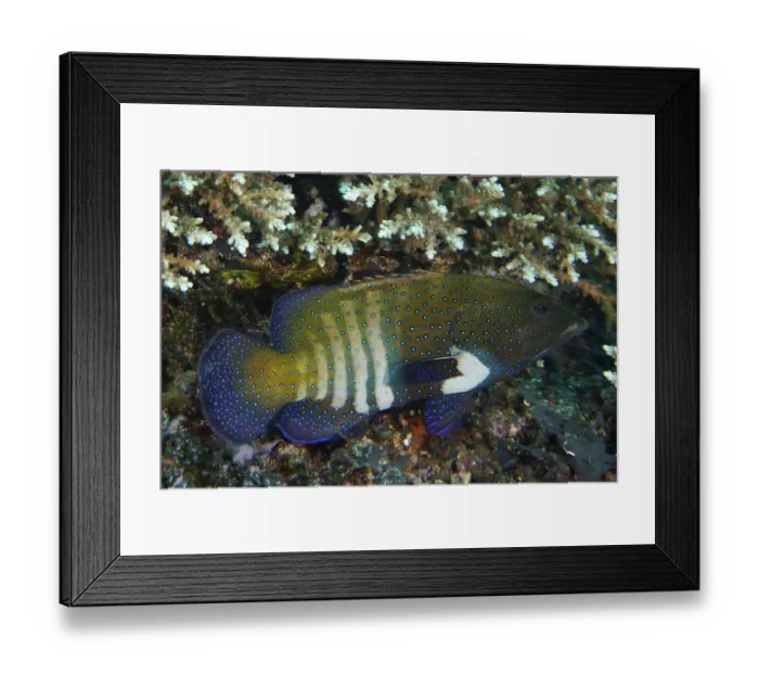 Framed Print : Blue peacock grouper (Cephalopholis argus) with spots in a coral landscape