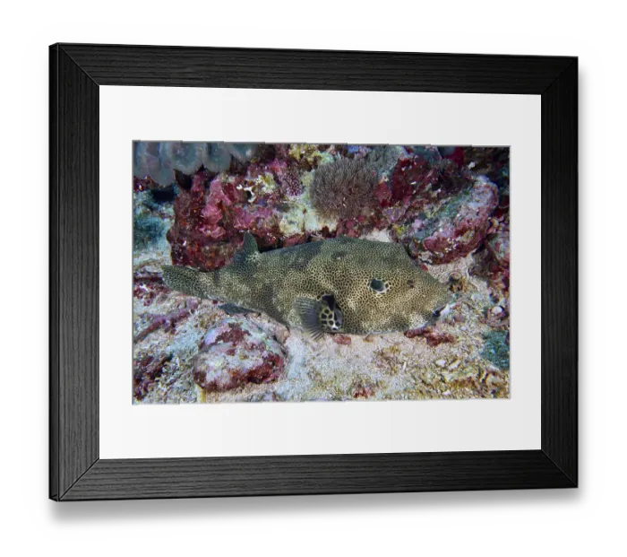 Framed Print : A blowfish, giant pufferfish (Arothron stellatus)