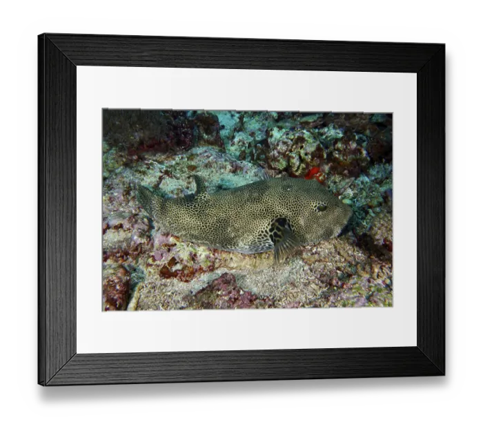 Framed Print : Well-camouflaged pufferfish, giant pufferfish (Arothron stellatus) Framed Print : Well-camouflaged pufferfish, giant pufferfish (Arothron stellatus)