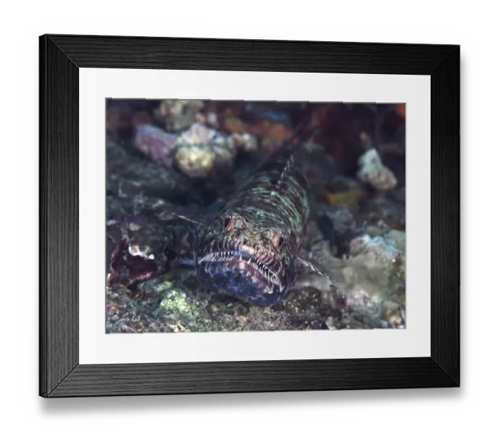 Framed Print : A reef lizardfish (Synodus variegatus) with sharp teeth Framed Print : A reef lizardfish (Synodus variegatus) with sharp teeth