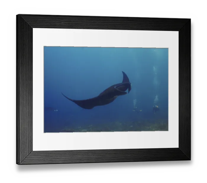 Framed Print : A black manta ray, reef manta (Mobula alfredi)