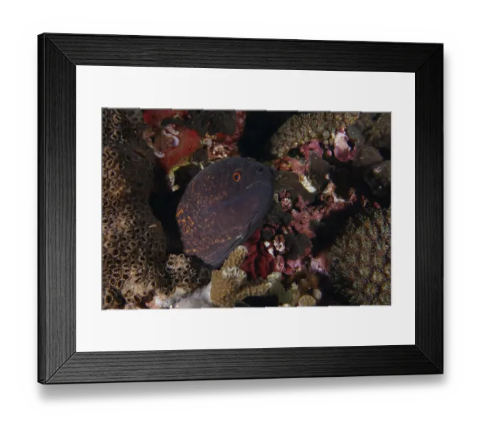 Framed Print : A moray eel, sooty head moray (Gymnothorax flavimarginatus)