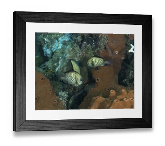 Framed Print : Web Prussian fish (Dascyllus reticulatus) in front of brown sea sponge