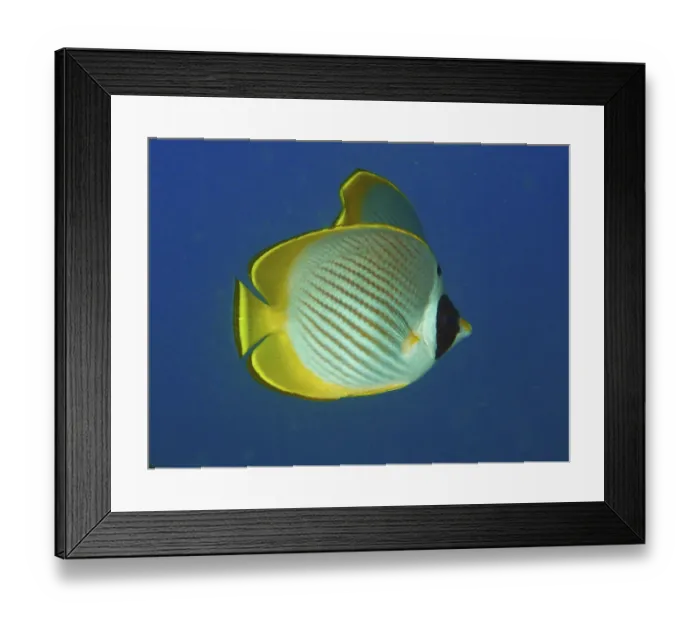 Framed Print : A yellow-black panda butterflyfish (Chaetodon adiergastos) swims in a clear blue ocean