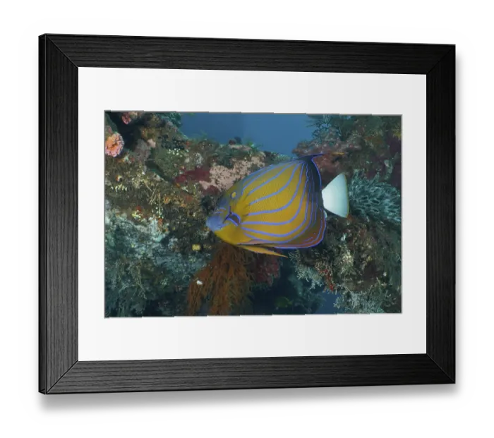 Framed Print : A colorful ring angelfish (Pomacanthus annularis) swims among lively corals in the sea