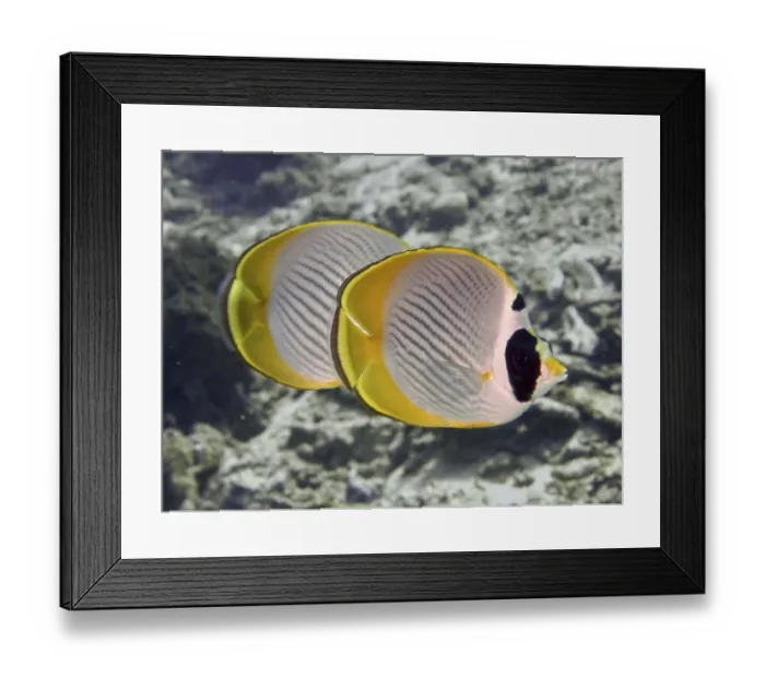 Framed Print : Two symmetrical fish with yellow edges Framed Print : Two symmetrical fish with yellow edges