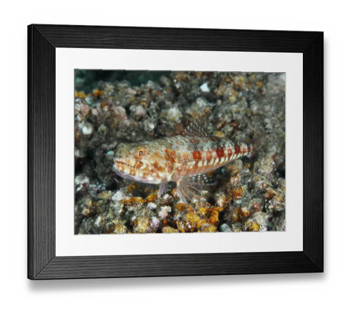 Framed Print : Camouflaged marbled lizardfish (Synodus rubromarmoratus) with red-orange scale pattern rests on stones Framed Print : Camouflaged marbled lizardfish (Synodus rubromarmoratus) with red-orange scale pattern rests on stones