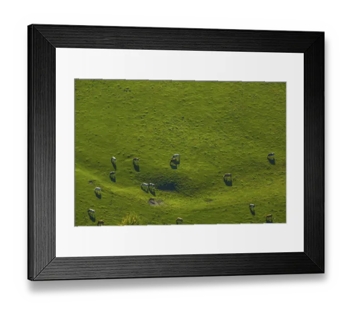 Framed Print : Black and red cows in a pasture Framed Print : Black and red cows in a pasture