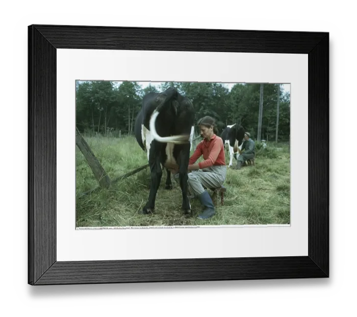 Framed Print : Milking cows in the 1970s. A woman sits beside her cow in a pasture Framed Print : Milking cows in the 1970s. A woman sits beside her cow in a pasture